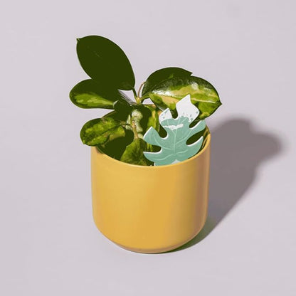 Biodegradable Soil Moisture Meter, Visual Reminder to Water Your Indoor Plants by Unknown