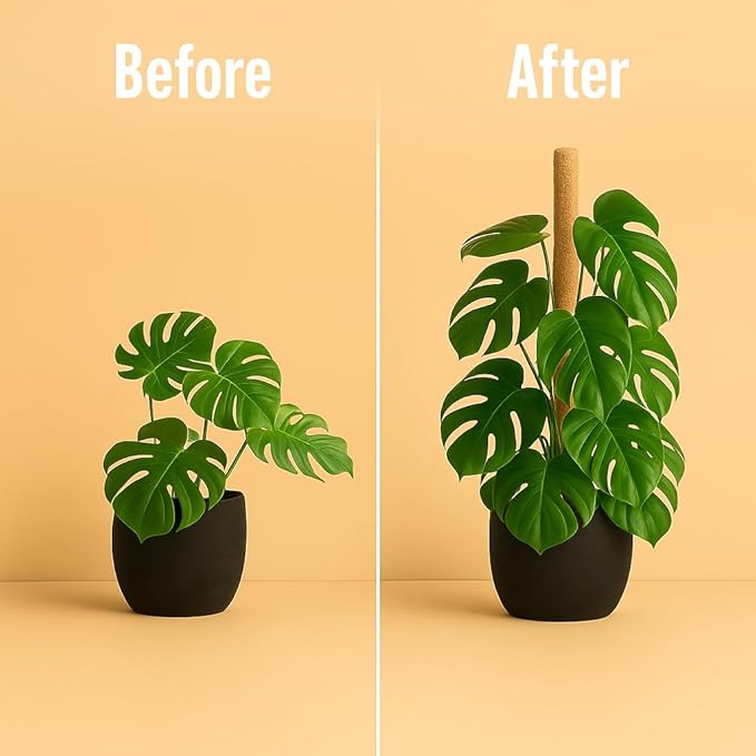 Moss Pole Monstera Plant Support – 2 Pack 28” Bendable Moss Pole Monstera Plant - Image 7