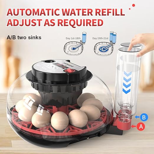 incubators for hatching eggs，12 Egg Incubator, egg incubator - Image 2