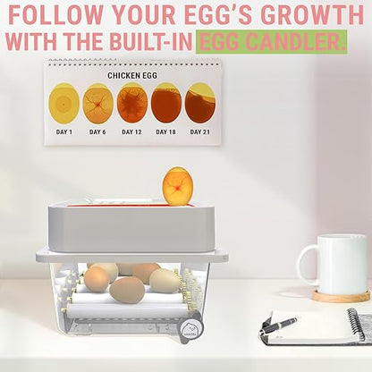 Incubators for Hatching Eggs - Image 4