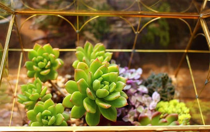 Glass Geometric Plant Terrarium, Succulent & Air Planter - Image 8