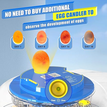 incubators for hatching eggs，18 Egg Incubator, egg incubator - Image 5
