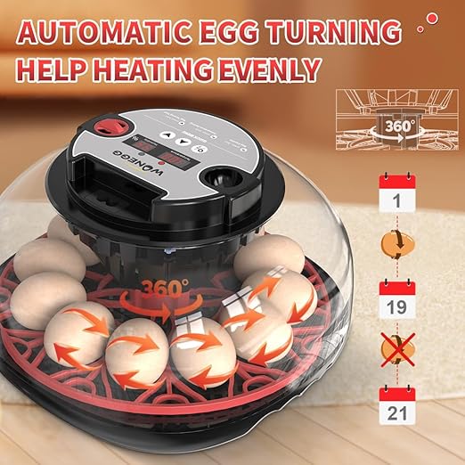 incubators for hatching eggs，12 Egg Incubator, egg incubator - Image 4