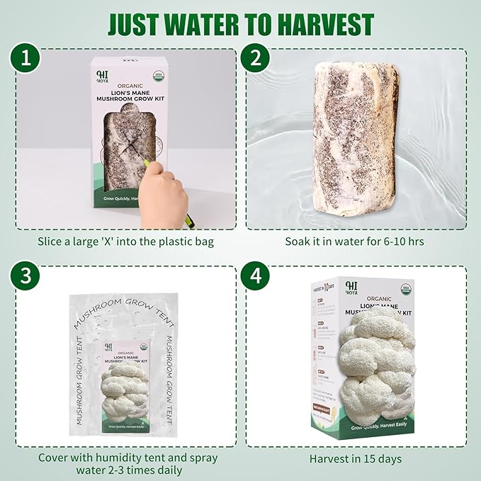Large Organic Lion's Mane Mushroom Grow Kit - Image 5