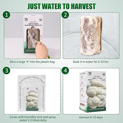 Large Organic Lion's Mane Mushroom Grow Kit - Image 5