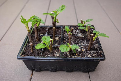 Gardzen 3 Pack Seed Starting Tray, Plant Germination Trays, Seed Starter Kit - Image 5