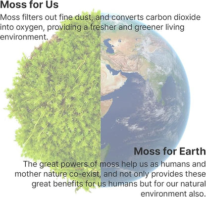 Moss Air – Living Moss Terrarium Humidifier | Soothing Mist Fountain & Ambient - Image 4