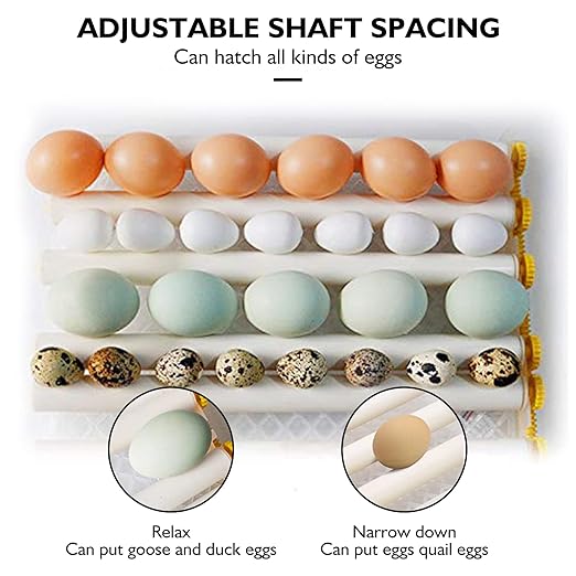 Egg Incubator, Egg Incubator - Image 3