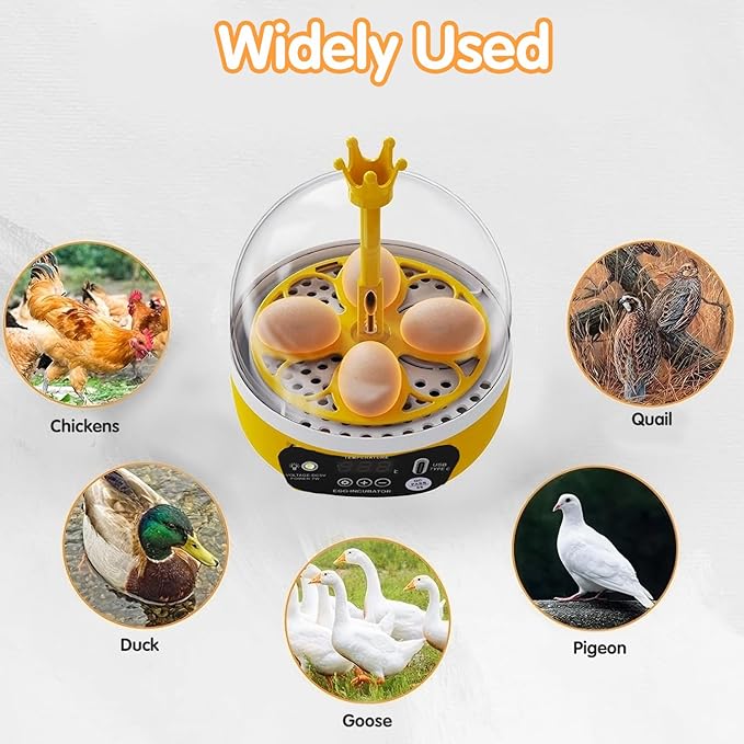 4 Eggs Mini Incubator with Transparent Lid, 7W Automatic Temperature Humidity - Image 6