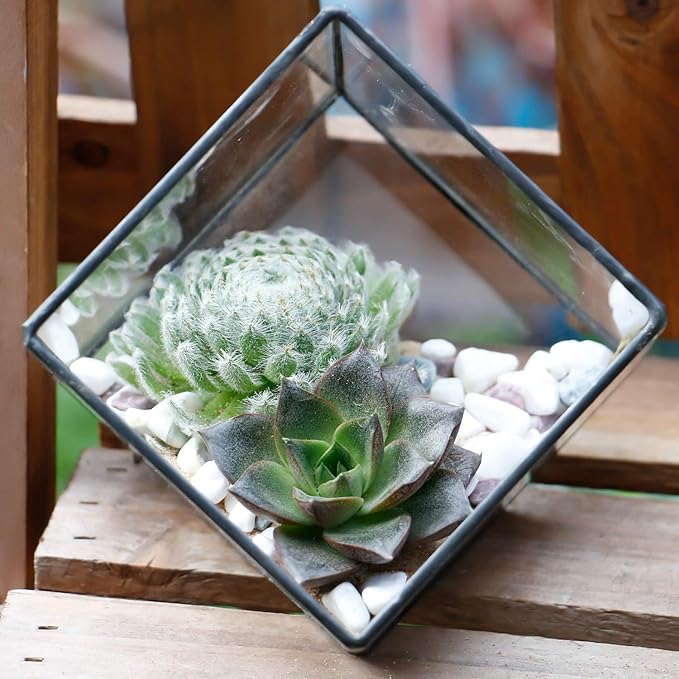 ELEGANTLIFE Glass Geometric Plant Terrarium Container, Flower Pot Tabletop - Image 5