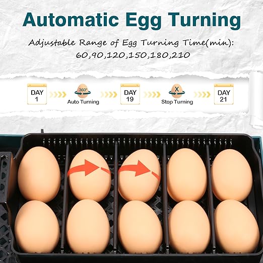 Incubator for Hatching Chicks, 10 Eggs Incubators - Image 2
