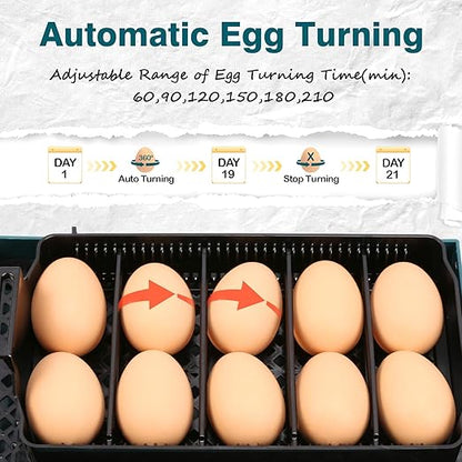 Incubator for Hatching Chicks, 10 Eggs Incubators - Image 2