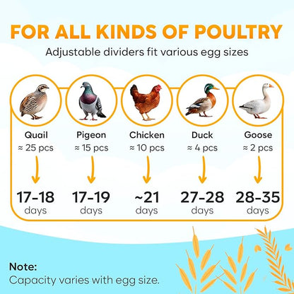 18 Egg Incubator with Automatic Egg Turning and Humidity Control – Egg - Image 6