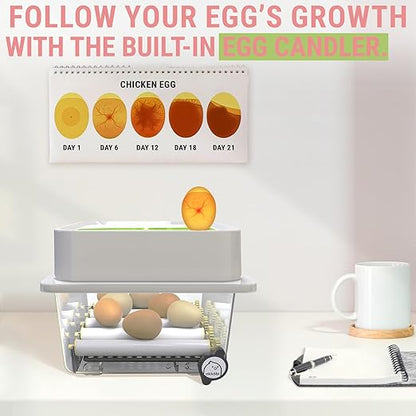 Incubators for Hatching Eggs - Image 3