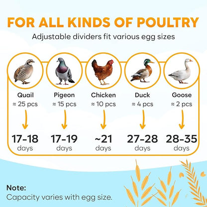 Incubator for Hatching Eggs - Image 6
