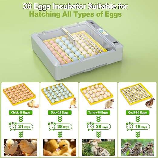 36 Eggs Incubator for Hatching Chicken/Goose/Quail/Duck/Turkey Eggs, 360° View - Image 2