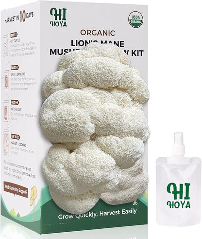 Large Organic Lion's Mane Mushroom Grow Kit by HiHOYA