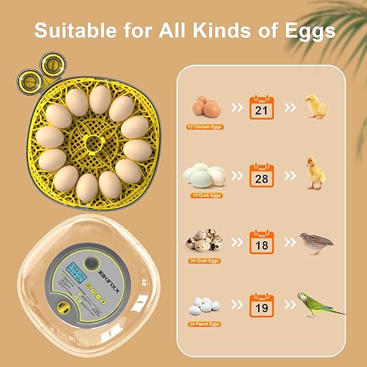 Incubator for Hatching Eggs-12 Egg Capacity, 2026 Newly Upraded Automatic Egg - Image 5