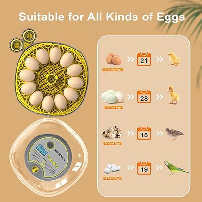 Incubator for Hatching Eggs-12 Egg Capacity, 2026 Newly Upraded Automatic Egg - Image 5