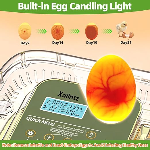 12 Egg Incubator for Hatching Eggs - Image 5
