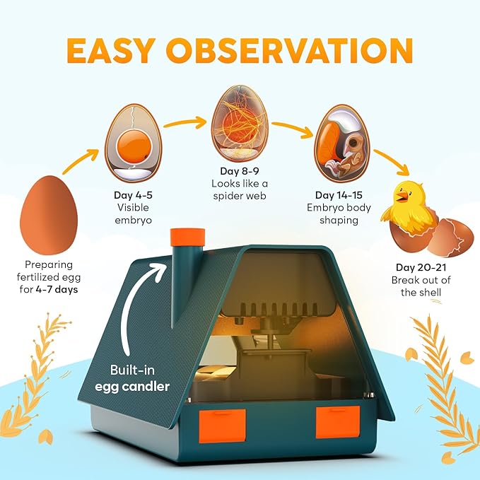 Incubator for Hatching Eggs - Image 4