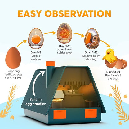 Incubator for Hatching Eggs - Image 4
