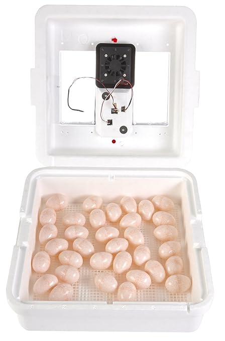 Little Giant® Digital Circulated Air Incubator | 41 Eggs | Egg Incubator - Image 2