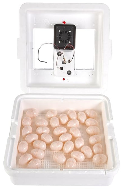 Little Giant® Digital Circulated Air Incubator | 41 Eggs | Egg Incubator - Image 2