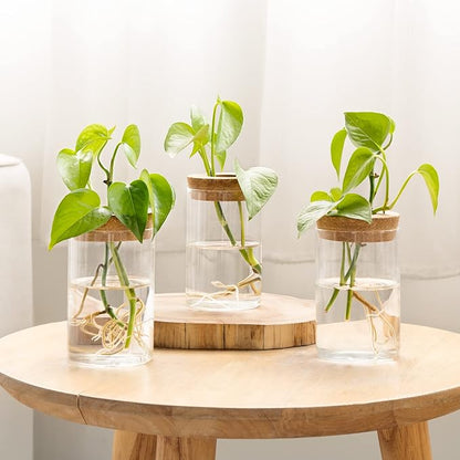 Dahey Plant Propagation Terrarium Desktop Glass Planter Station Water Planting - Image 6