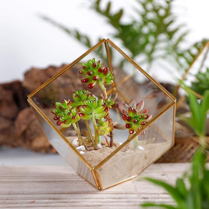 ELEGANTLIFE Glass Geometric Plant Terrarium, Succulent & Air Planter - Image 8
