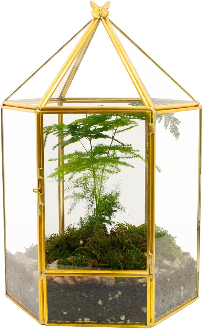 ELEGANTLIFE Glass Geometric Plant Terrarium, Succulent & Air Planter by ELEGANTLIFE