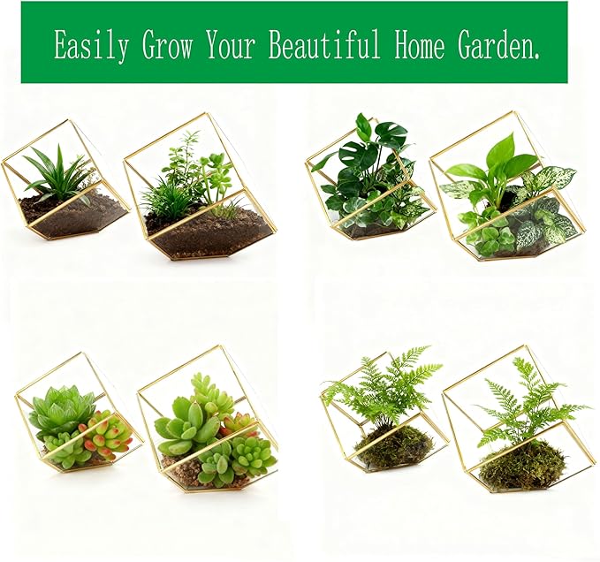ELEGANTLIFE Glass Geometric Plant Terrarium, Succulent & Air Planter - Image 3