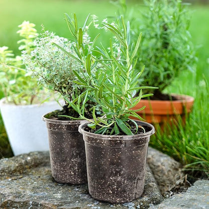 30 Packs 1 Gallon Reinforced Clear Nursery Pots - Image 6