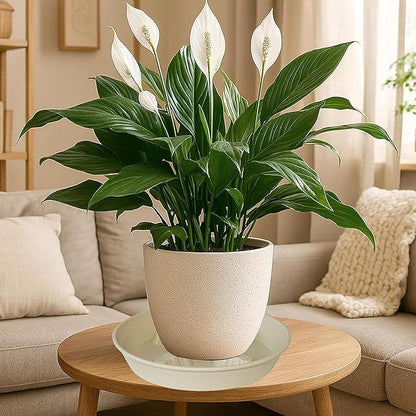 4 Pack Plant Saucer 8 inch, 10 12 14 17 inch, Plant Stand Plastic Plant Saucers - Image 8