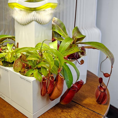 LeGrow Nepenthes Terrarium System – Pitcher Plant Planter - Image 4