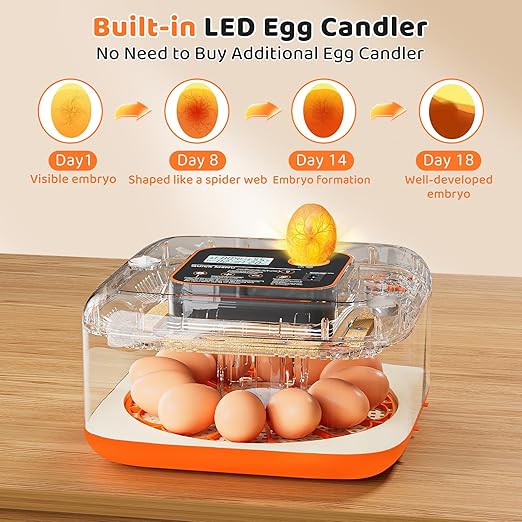 Incubators for Hatching Eggs 12 Egg Digital Egg Incubator Precision Auto Temp - Image 7