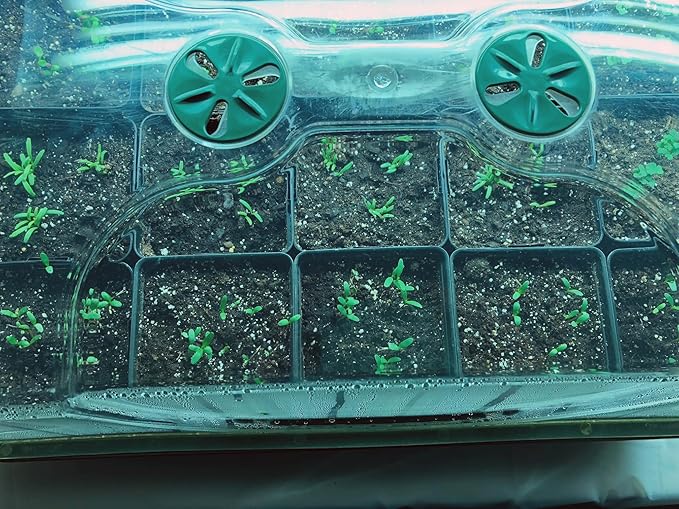 EarlyGrow Large Domed Propagator - Image 2