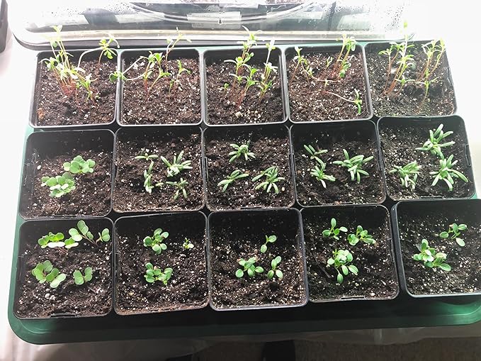 EarlyGrow Domed Propagator - Image 3