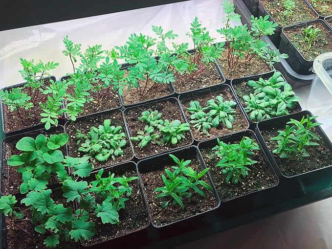 EarlyGrow Domed Propagator - Image 4
