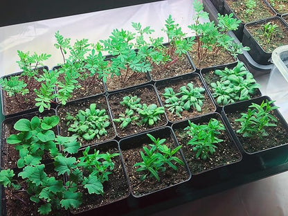 EarlyGrow Domed Propagator - Image 4